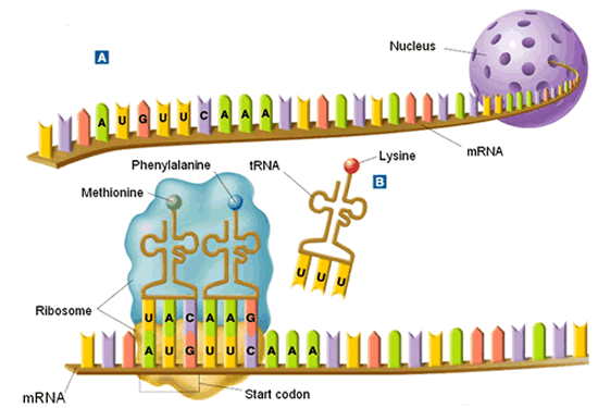 Translation - Molecular Genetics